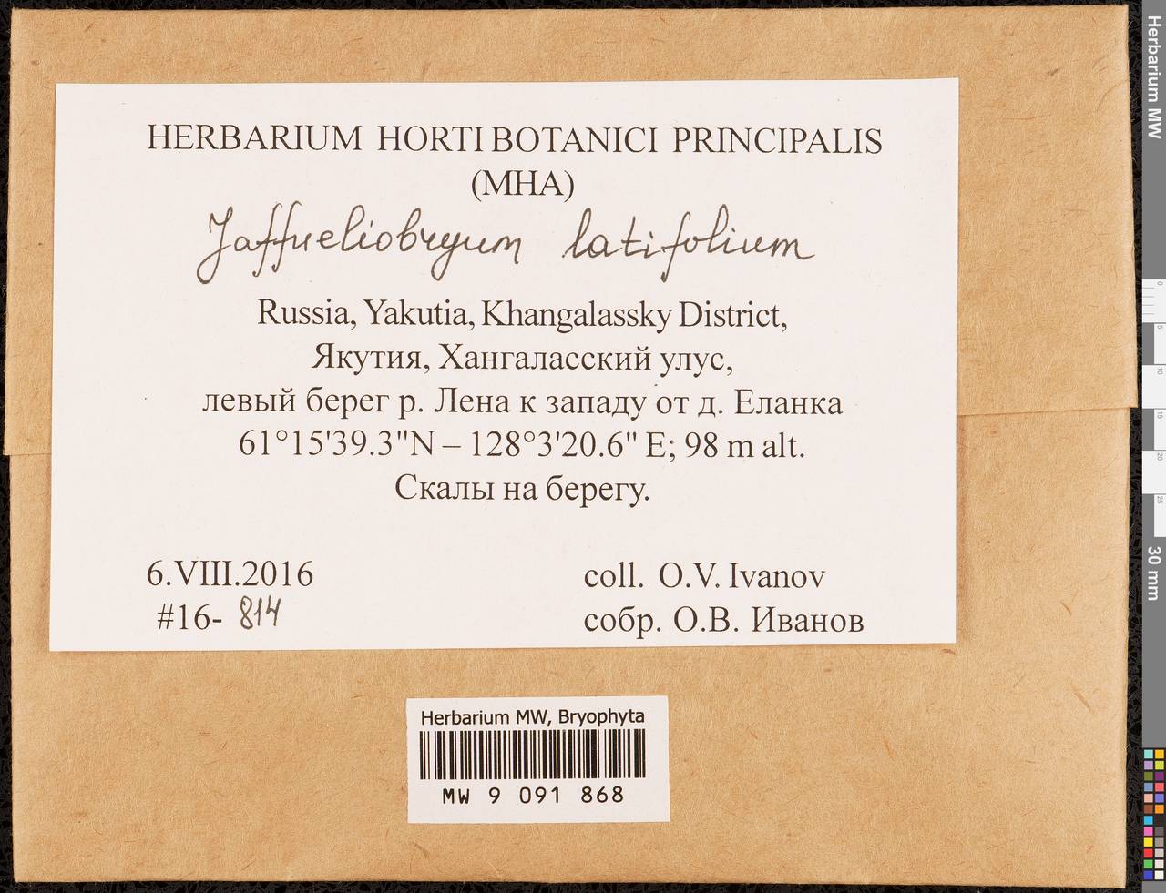 Jaffueliobryum latifolium Thér., Bryophytes, Bryophytes - Yakutia (B19) (Russia)