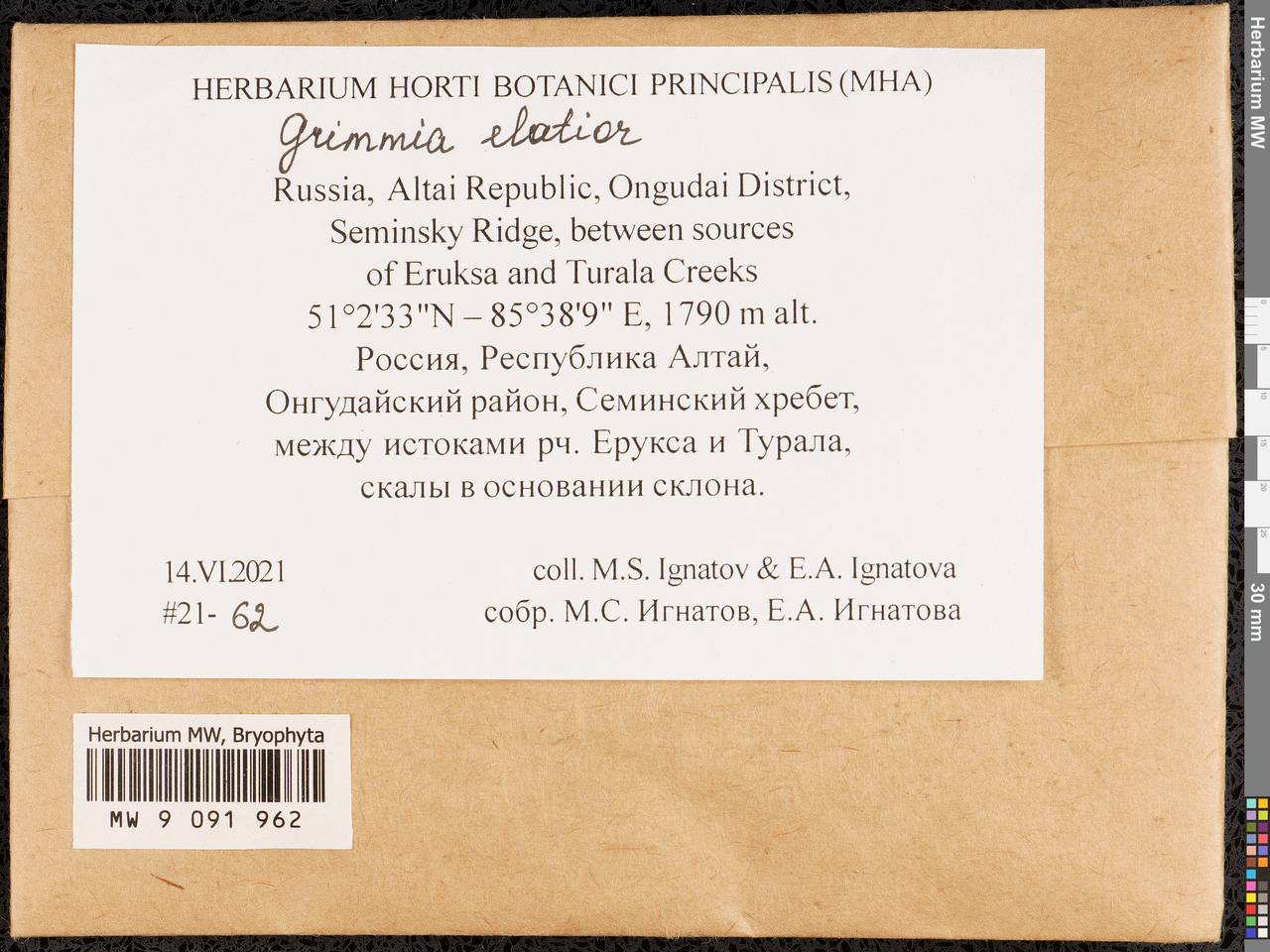 Grimmia elatior Bruch ex Bals.-Criv. & De Not., Bryophytes, Bryophytes - Western Siberia (including Altai) (B15) (Russia)