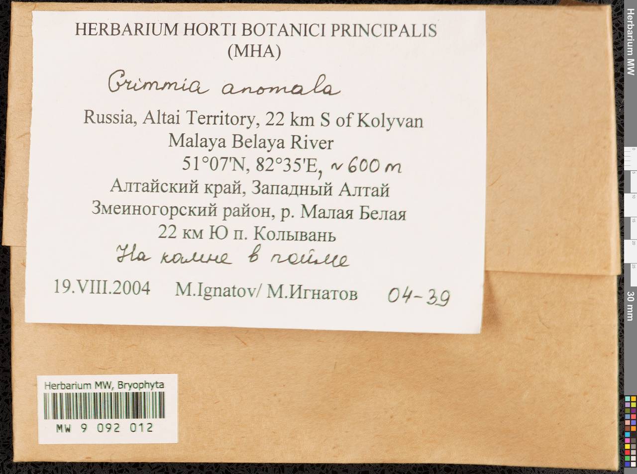 Grimmia anomala Hampe ex Schimp., Bryophytes, Bryophytes - Western Siberia (including Altai) (B15) (Russia)