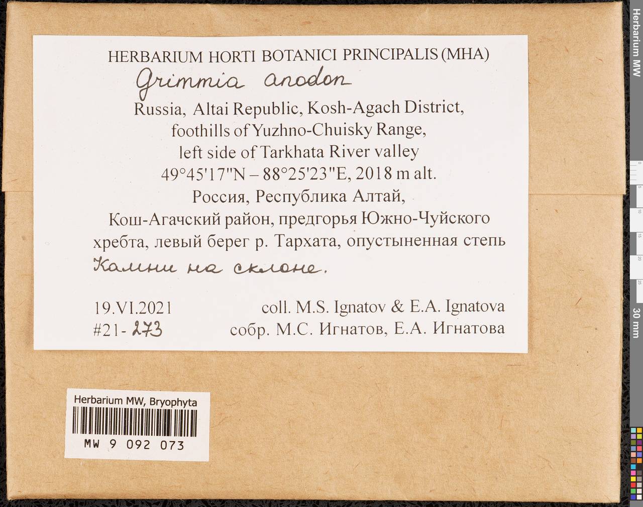 Grimmia anodon Bruch & Schimp., Bryophytes, Bryophytes - Western Siberia (including Altai) (B15) (Russia)