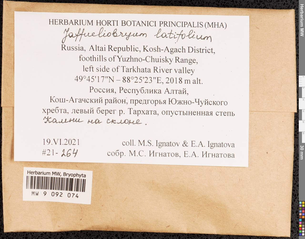 Jaffueliobryum latifolium Thér., Bryophytes, Bryophytes - Western Siberia (including Altai) (B15) (Russia)