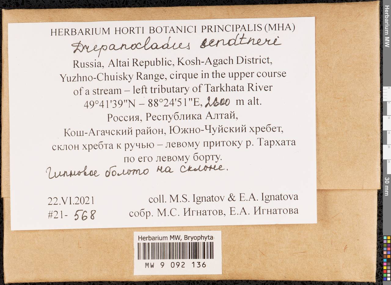Drepanocladus sendtneri (Schimp. ex H. Müll.) Warnst., Bryophytes, Bryophytes - Western Siberia (including Altai) (B15) (Russia)