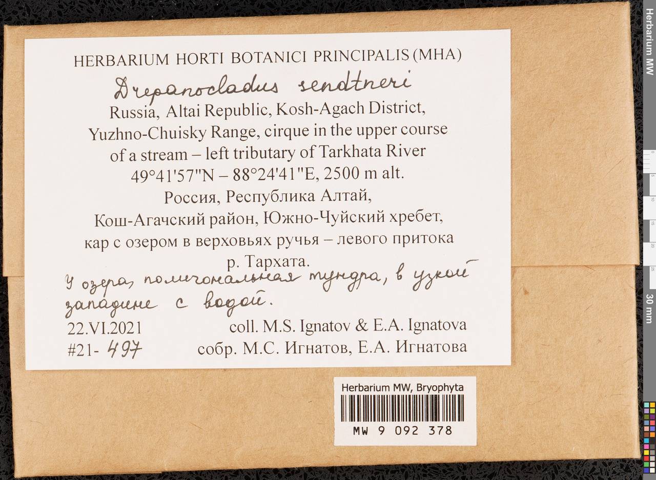 Drepanocladus sendtneri (Schimp. ex H. Müll.) Warnst., Bryophytes, Bryophytes - Western Siberia (including Altai) (B15) (Russia)