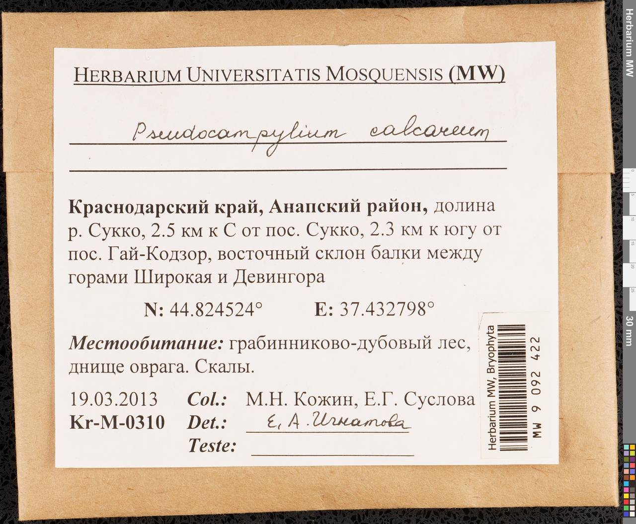 Amblystegium calcareum (Kanda) Nog., Bryophytes, Bryophytes - North Caucasus & Ciscaucasia (B12) (Russia)