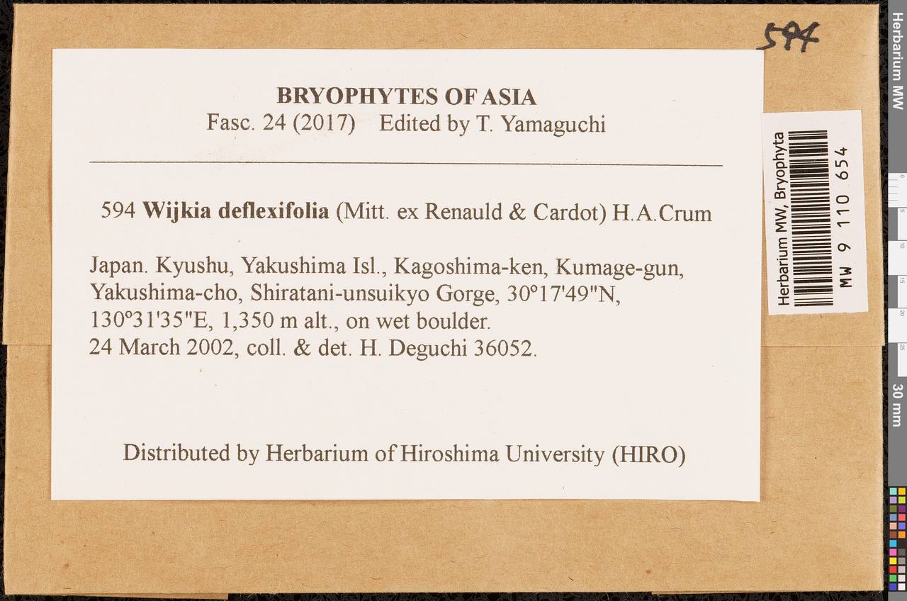Wijkia deflexifolia (Mitt. ex Renauld & Cardot) H.A. Crum, Bryophytes, Bryophytes - Asia (outside ex-Soviet states) (BAs) (Japan)