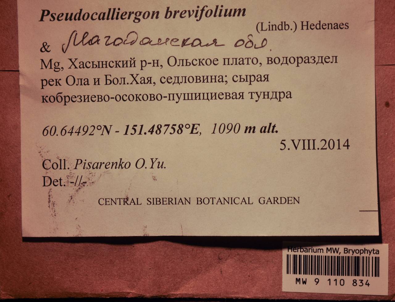MW 9 110 834, Drepanocladus brevifolius (Lindb.) Warnst., Bryophytes, Bryophytes - Chukotka & Kamchatka (B21) (Russia)