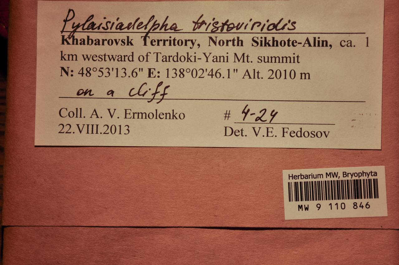 MW 9 110 846, Pylaisiadelpha tristoviridis (Broth.) Afonina, H. Tsubota & Ignatova, Bryophytes, Bryophytes - Russian Far East (excl. Chukotka & Kamchatka) (B20) (Russia)