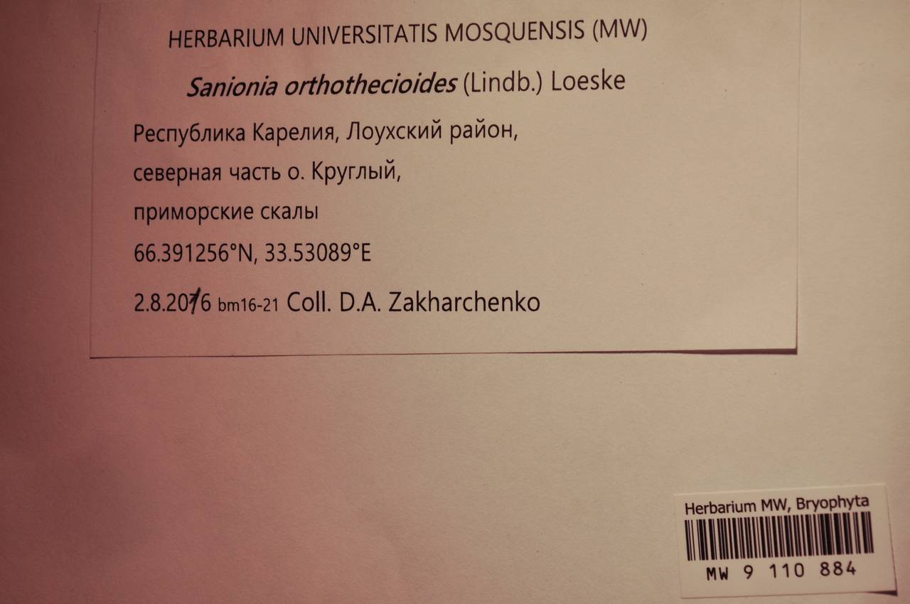 MW 9 110 884, Sanionia orthothecioides (Lindb.) Loeske, Bryophytes, Bryophytes - Karelia, Leningrad & Murmansk Oblasts (B4) (Russia)