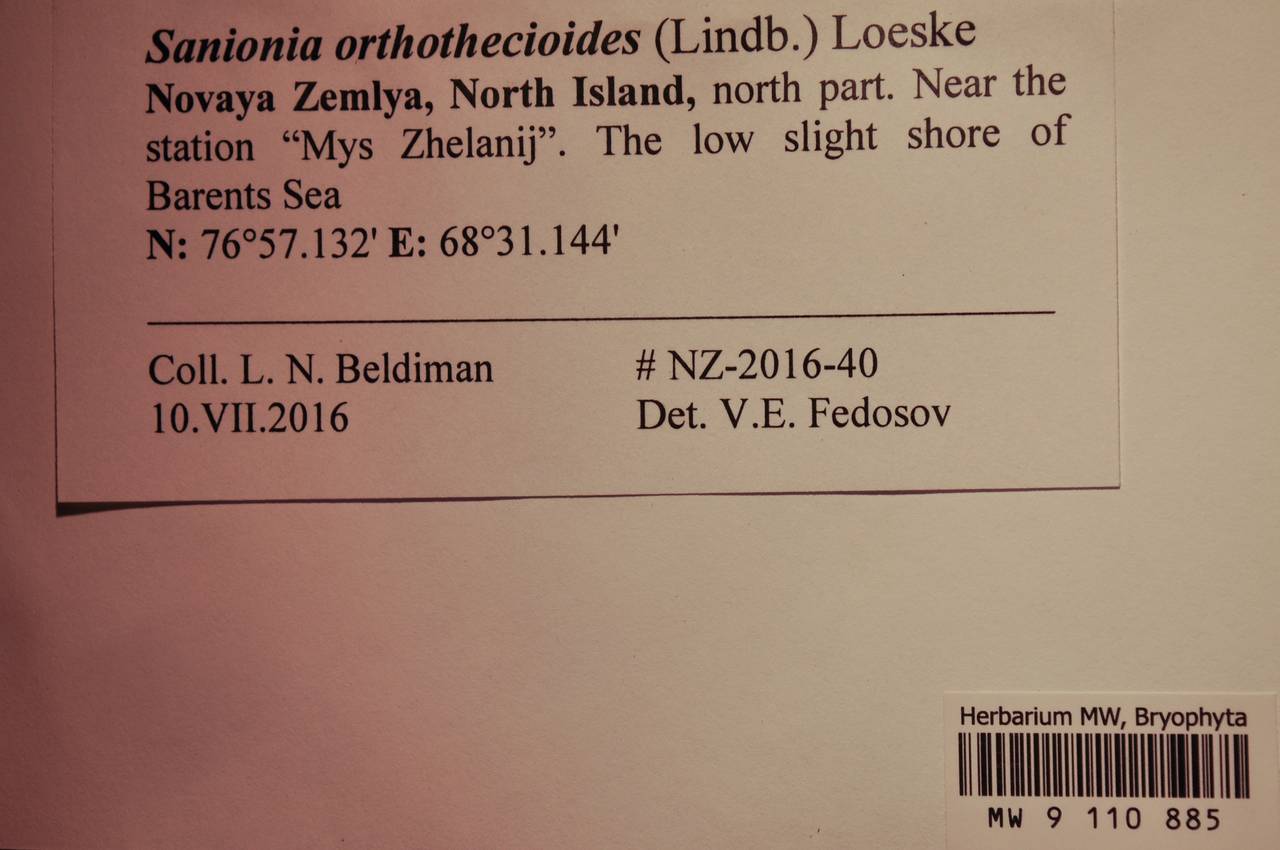 MW 9 110 885, Sanionia orthothecioides (Lindb.) Loeske, Bryophytes, Bryophytes - European North East (B7) (Russia)