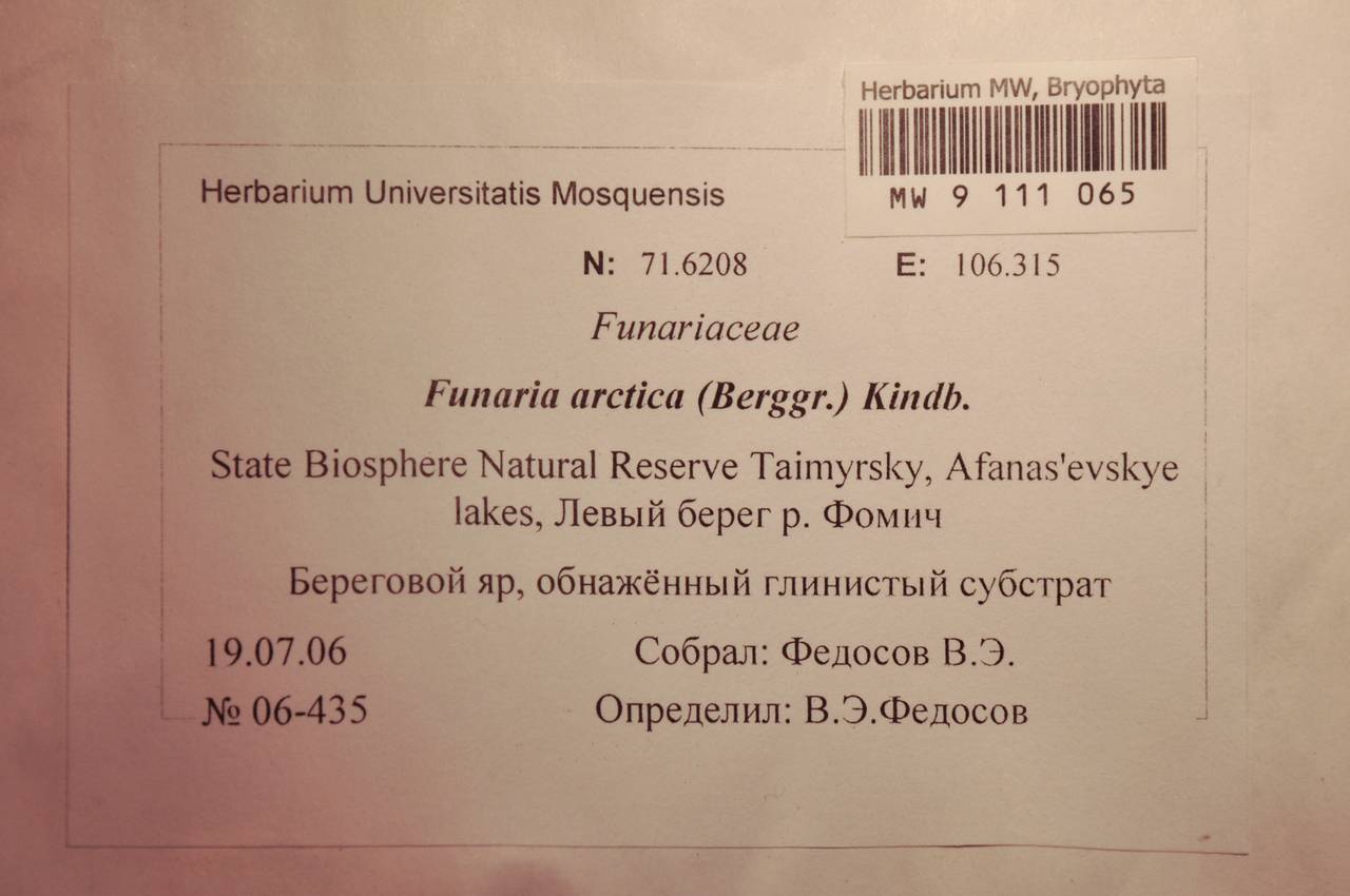 MW 9 111 065, Funaria arctica (Berggr.) Kindb., Bryophytes, Bryophytes - Krasnoyarsk Krai, Tyva & Khakassia (B17) (Russia)