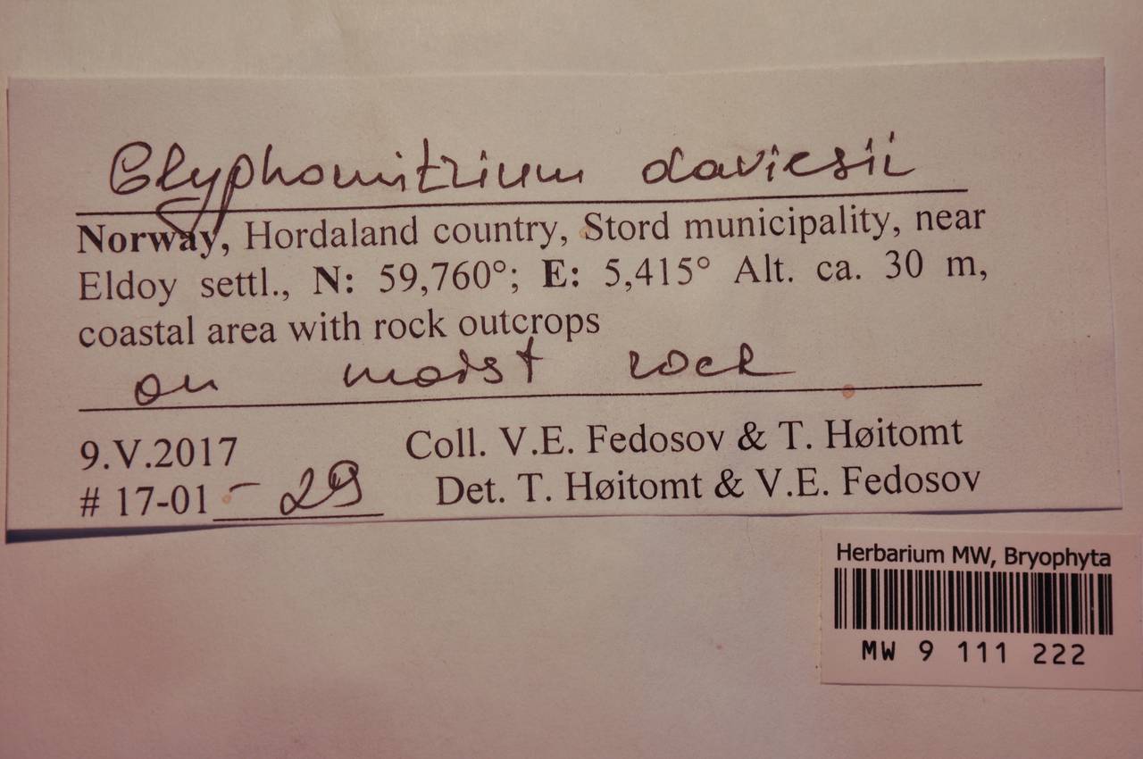 MW 9 111 222, Glyphomitrium daviesii (Dicks.) Brid., Bryophytes, Bryophytes - Western Europe (BEu) (Norway)