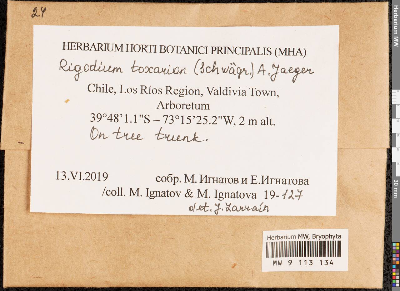 Rigodium toxarion (Schwägr.) A. Jaeger, Bryophytes, Bryophytes - America (BAm) (Chile)