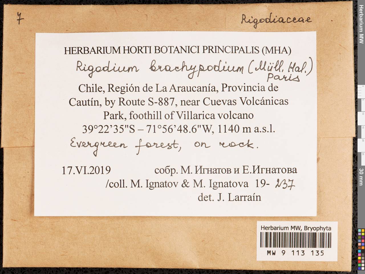 Rigodium brachypodium (Müll. Hal.) Paris, Bryophytes, Bryophytes - America (BAm) (Chile)