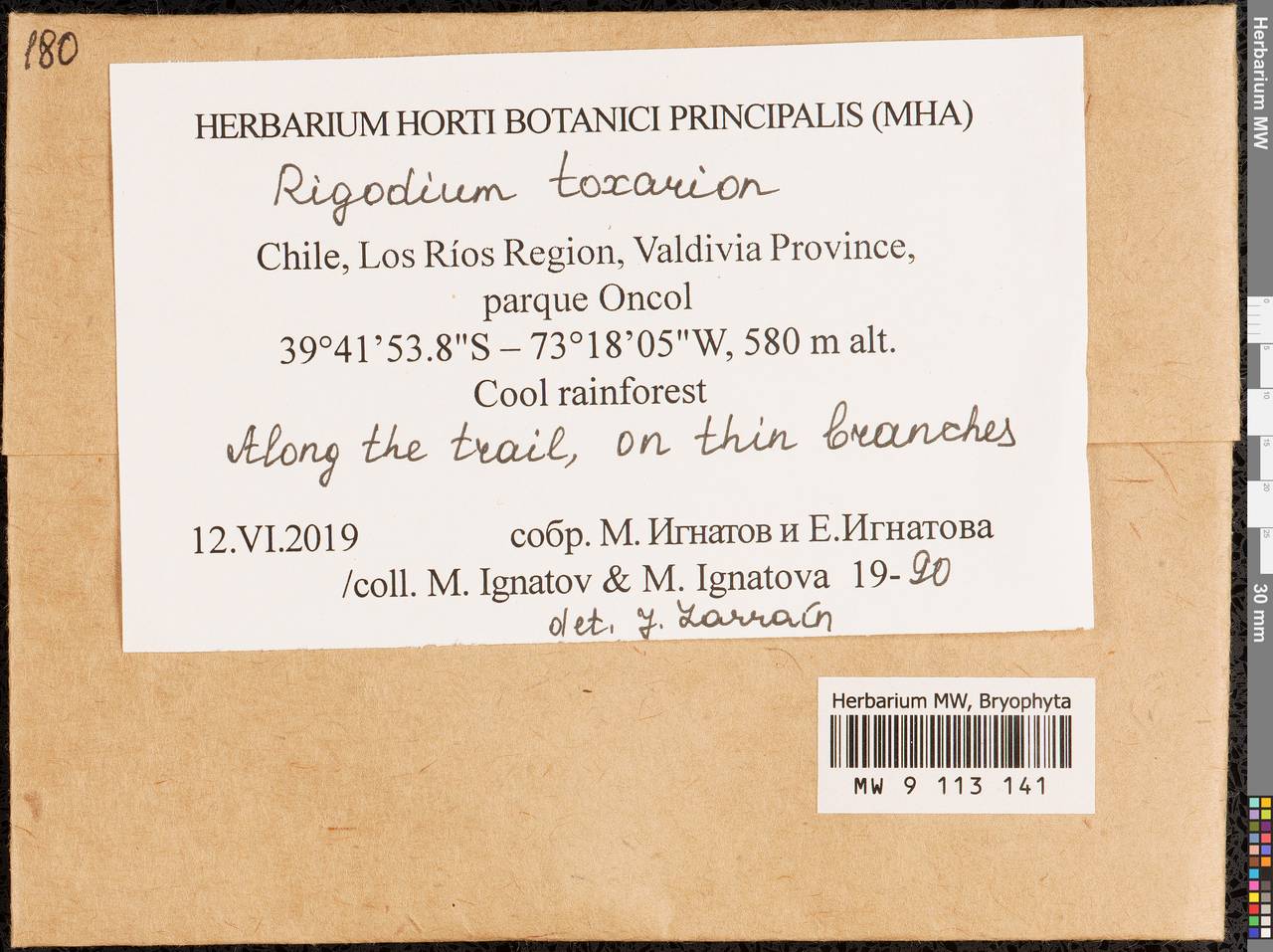 Rigodium toxarion (Schwägr.) A. Jaeger, Bryophytes, Bryophytes - America (BAm) (Chile)