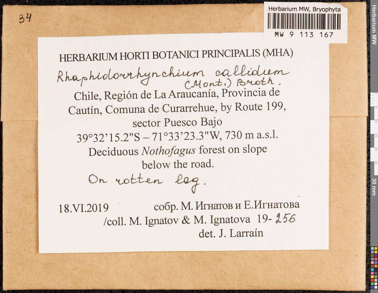 Rhaphidorrhynchium callidum (Mont.) Broth., Bryophytes, Bryophytes - America (BAm) (Chile)