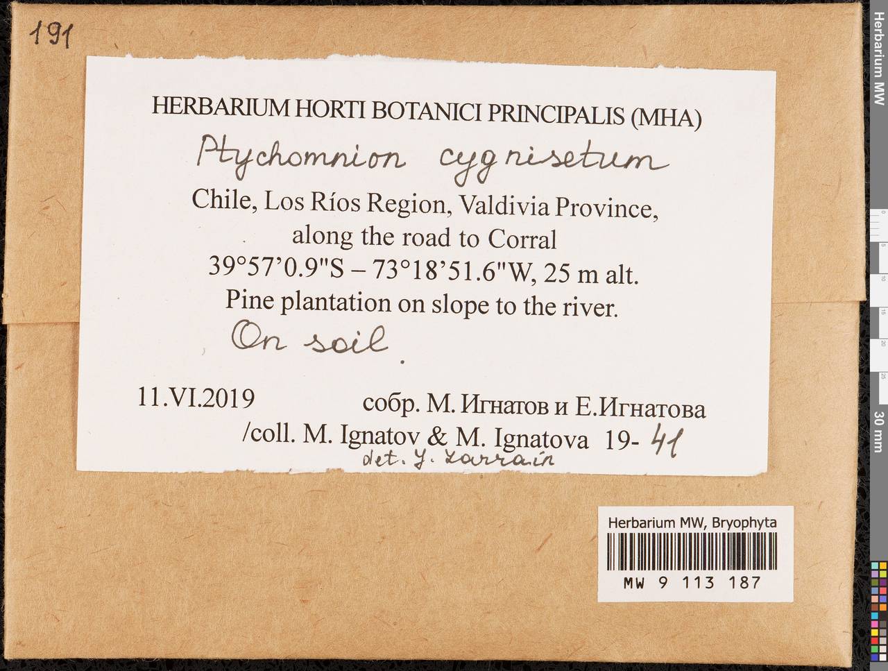 Ptychomnion cygnisetum (Müll. Hal.) Kindb., Bryophytes, Bryophytes - America (BAm) (Chile)