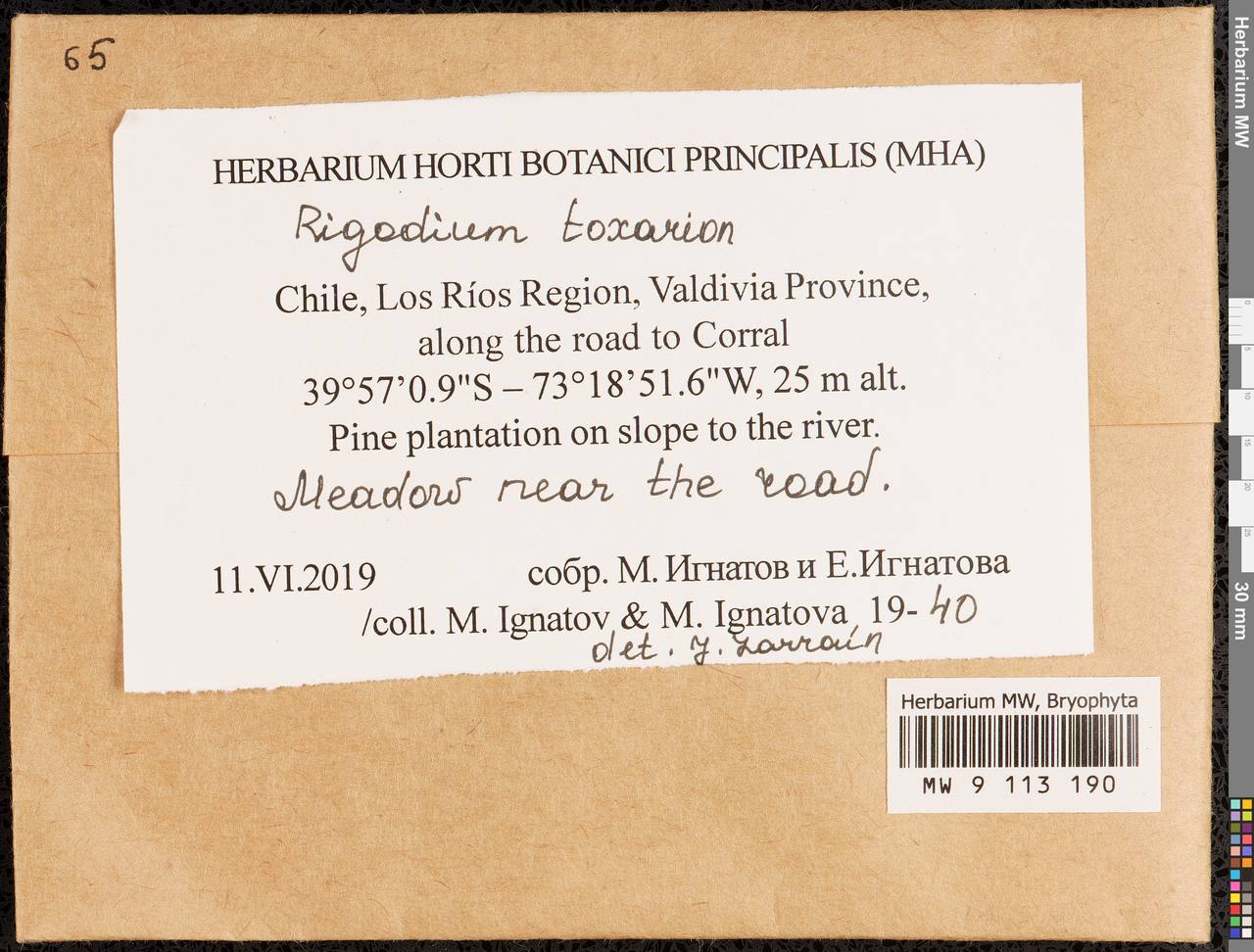 Rigodium toxarion (Schwägr.) A. Jaeger, Bryophytes, Bryophytes - America (BAm) (Chile)