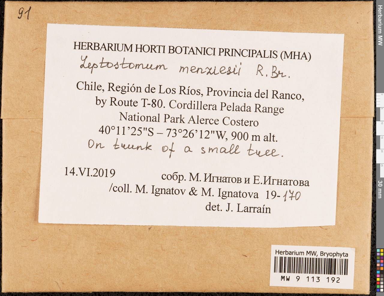 Leptostomum menziesii R. Br., Bryophytes, Bryophytes - America (BAm) (Chile)