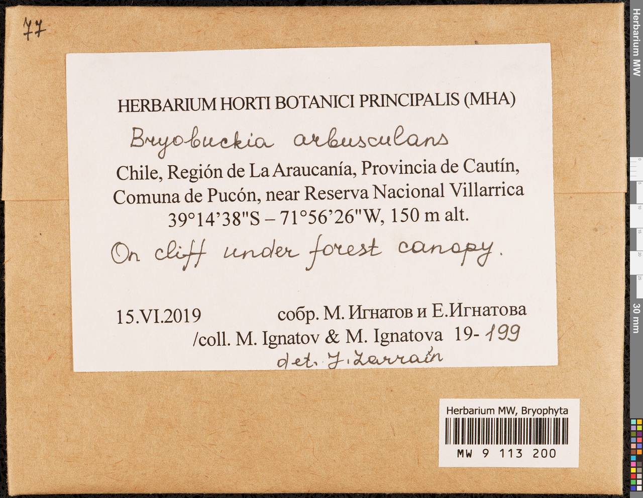 Bryobuckia arbusculans (Müll. Hal.) Enroth, Bryophytes, Bryophytes - America (BAm) (Chile)