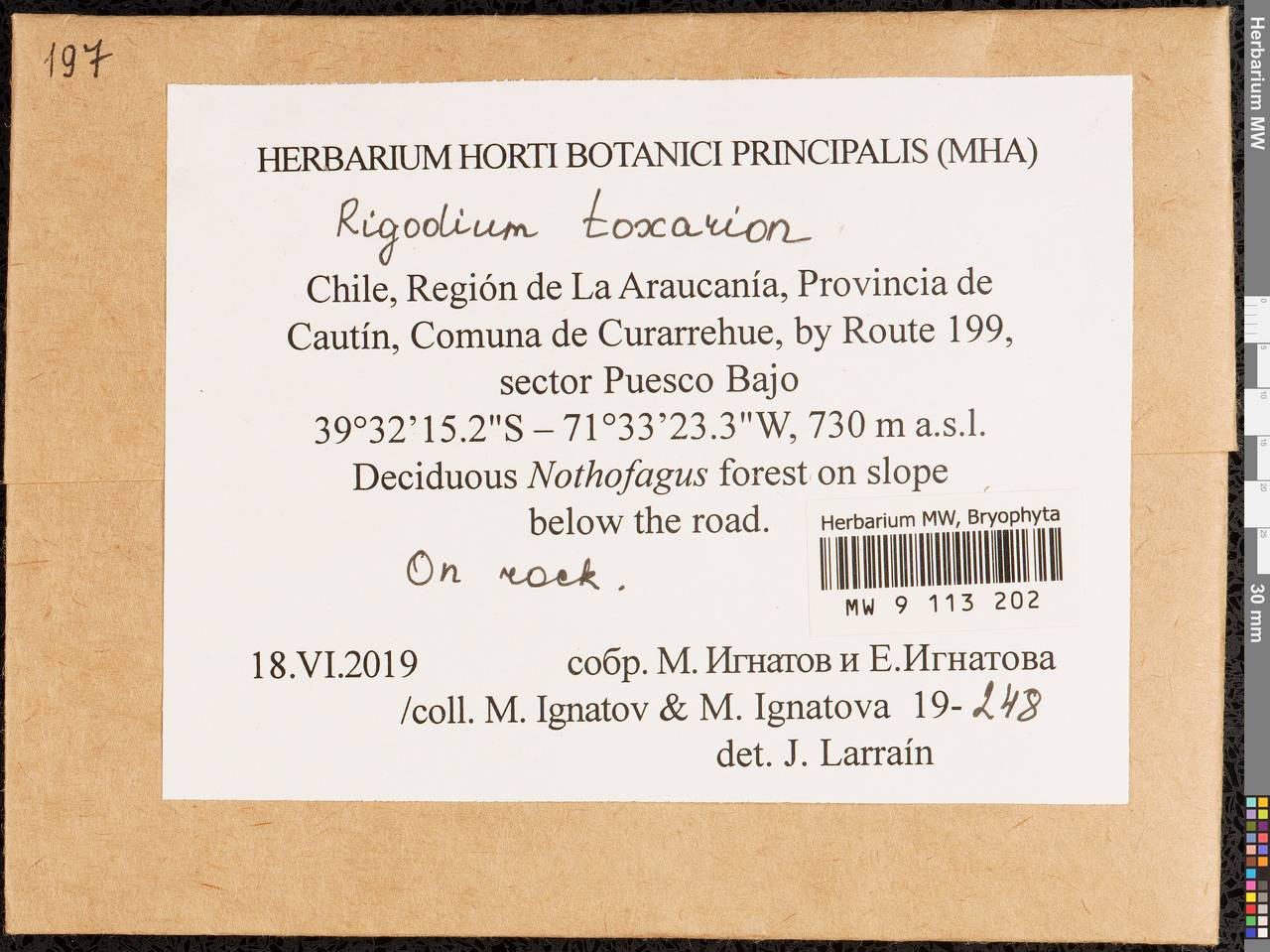 Rigodium toxarion (Schwägr.) A. Jaeger, Bryophytes, Bryophytes - America (BAm) (Chile)