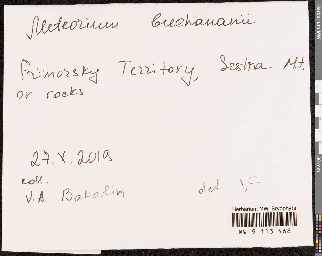Meteorium buchananii (Brid.) Broth., Bryophytes, Bryophytes - Russian Far East (excl. Chukotka & Kamchatka) (B20) (Russia)