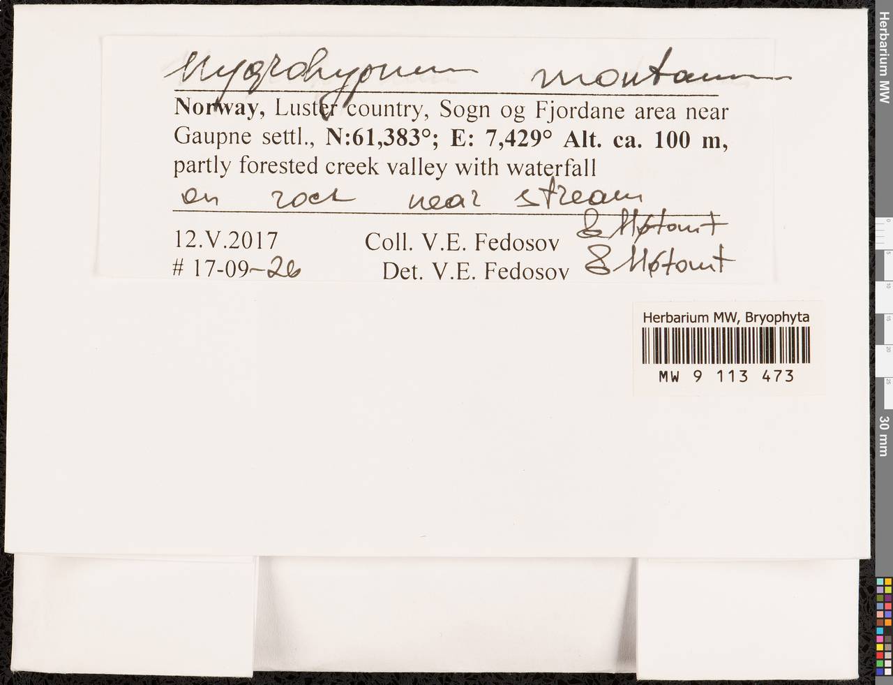 Campylophyllum montanum (Lindb.) B.H. Allen, Bryophytes, Bryophytes - Western Europe (BEu) (Norway)