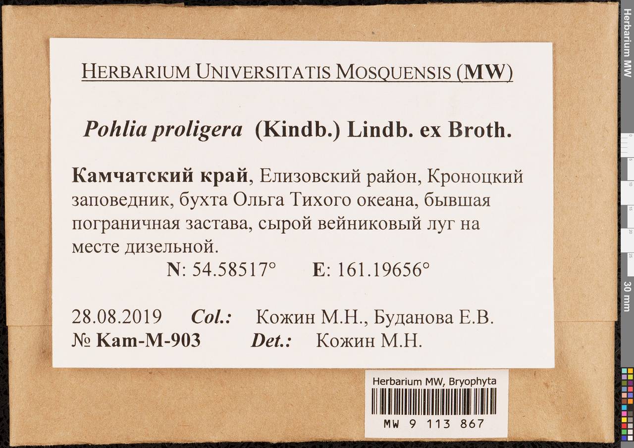 Pohlia proligera (Kindb. ex Breidl.) Lindb. ex Arnell, Bryophytes, Bryophytes - Chukotka & Kamchatka (B21) (Russia)