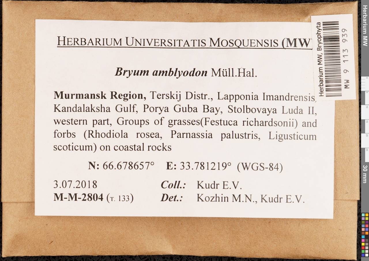 Ptychostomum inclinatum (Sw. ex Brid.) J.R. Spence, Bryophytes, Bryophytes - Karelia, Leningrad & Murmansk Oblasts (B4) (Russia)