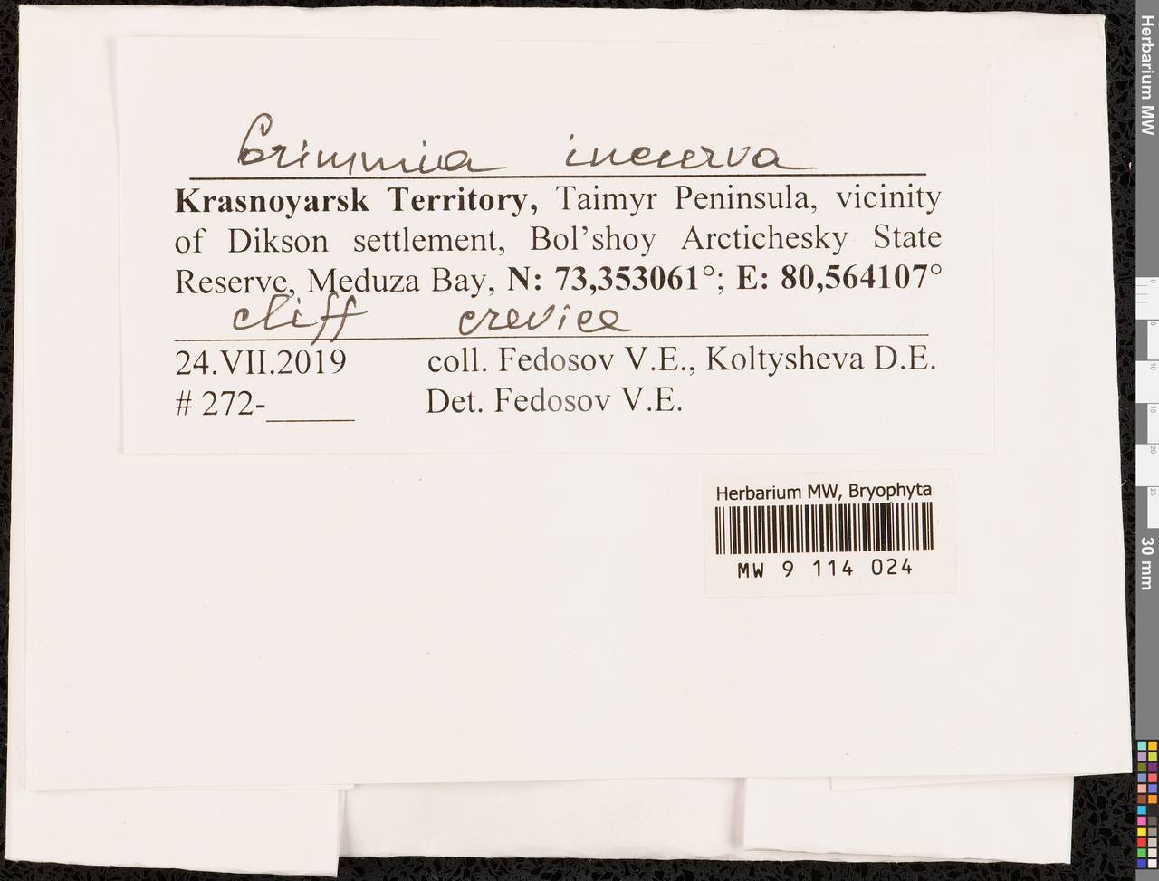 Grimmia incurva Schwägr., Bryophytes, Bryophytes - Krasnoyarsk Krai, Tyva & Khakassia (B17) (Russia)