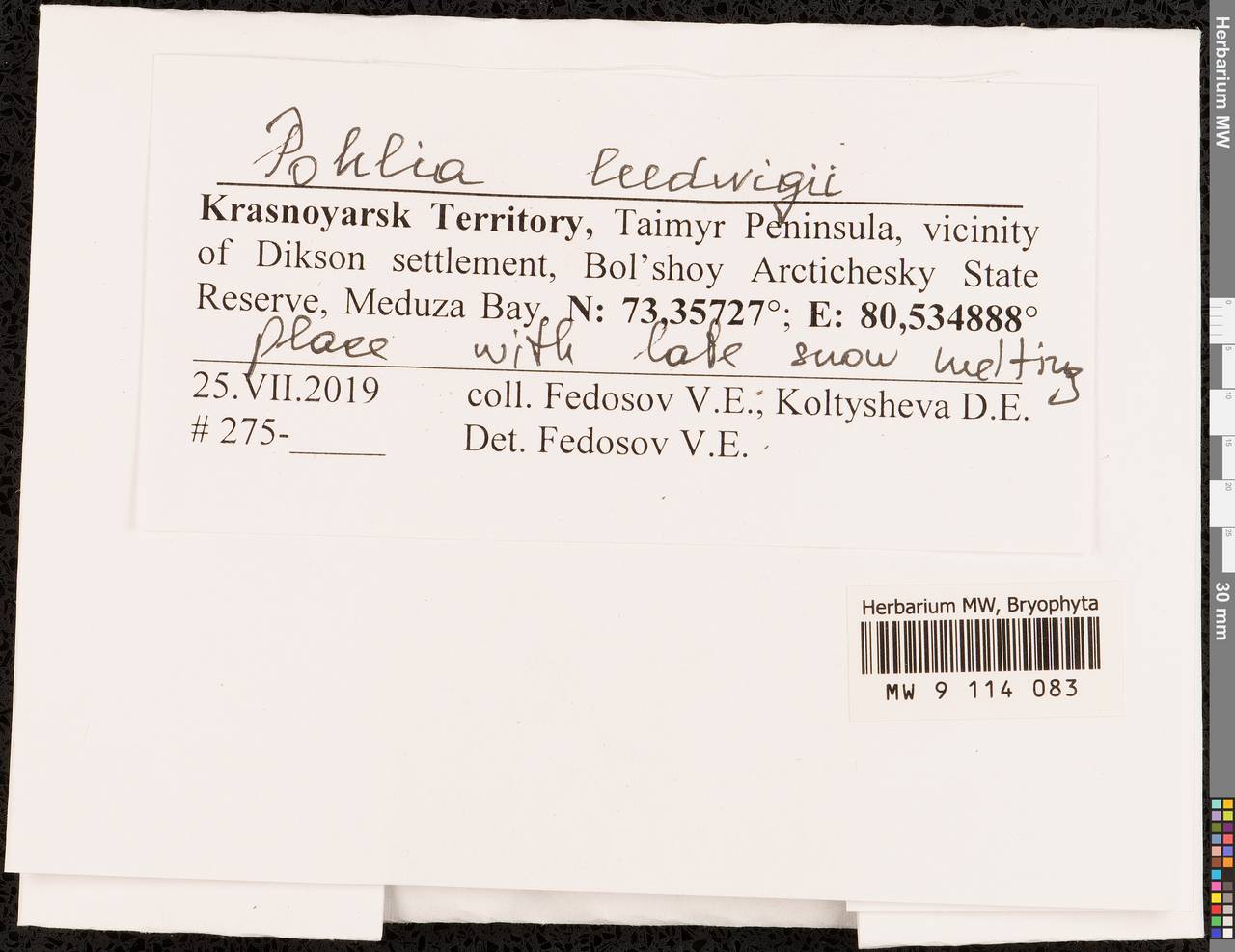 Pohlia ludwigii (Spreng. ex Schwägr.) Broth., Bryophytes, Bryophytes - Krasnoyarsk Krai, Tyva & Khakassia (B17) (Russia)