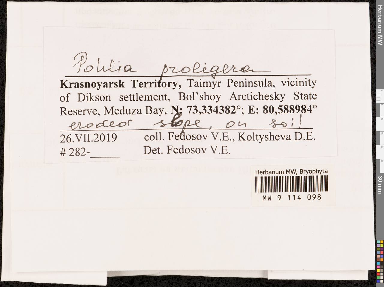 Pohlia proligera (Kindb. ex Breidl.) Lindb. ex Arnell, Bryophytes, Bryophytes - Krasnoyarsk Krai, Tyva & Khakassia (B17) (Russia)