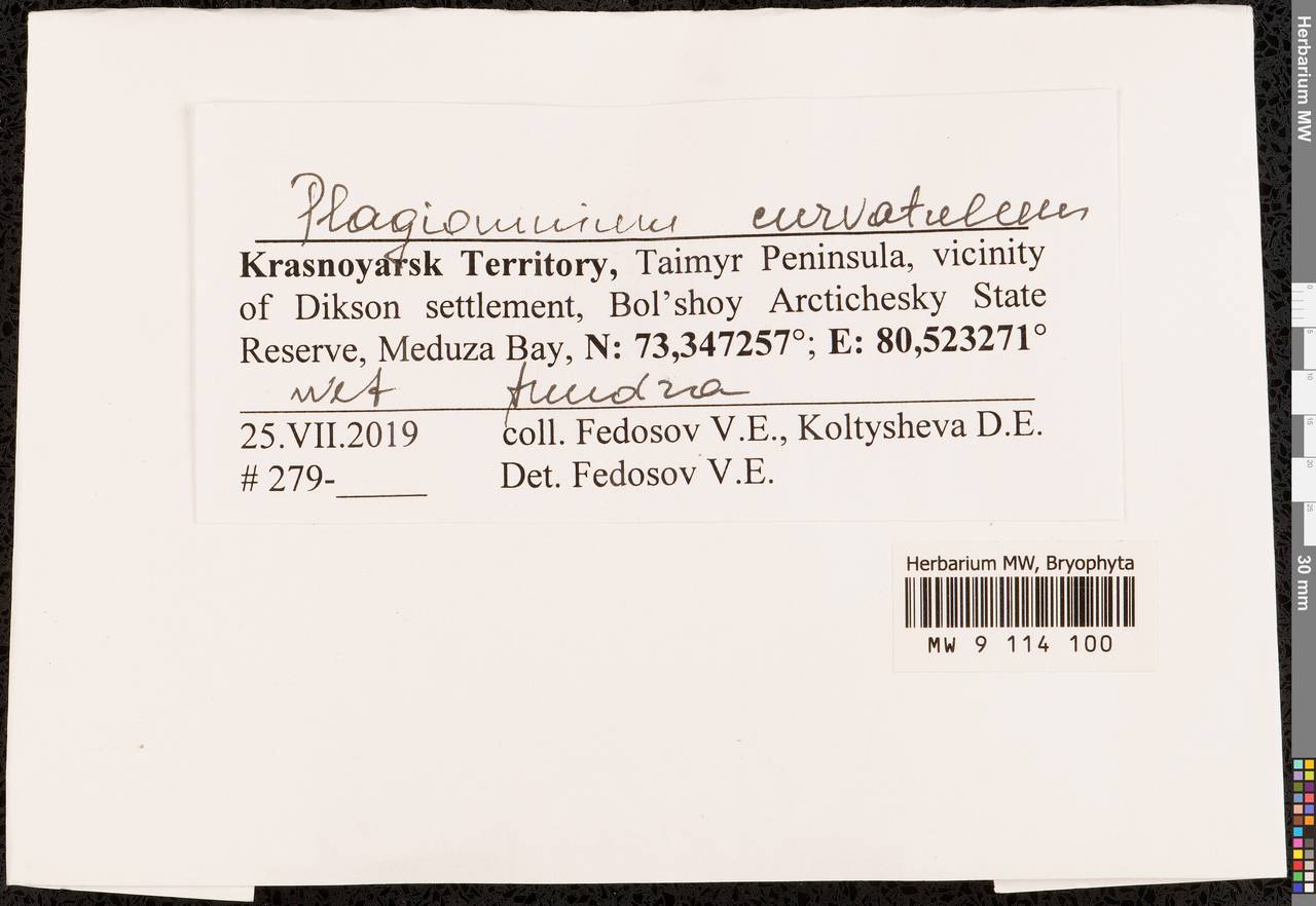 Plagiomnium curvatulum (Lindb.) Schljakov, Bryophytes, Bryophytes - Krasnoyarsk Krai, Tyva & Khakassia (B17) (Russia)