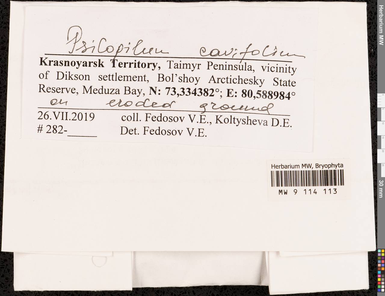 Psilopilum cavifolium (Wilson) I. Hagen, Bryophytes, Bryophytes - Krasnoyarsk Krai, Tyva & Khakassia (B17) (Russia)