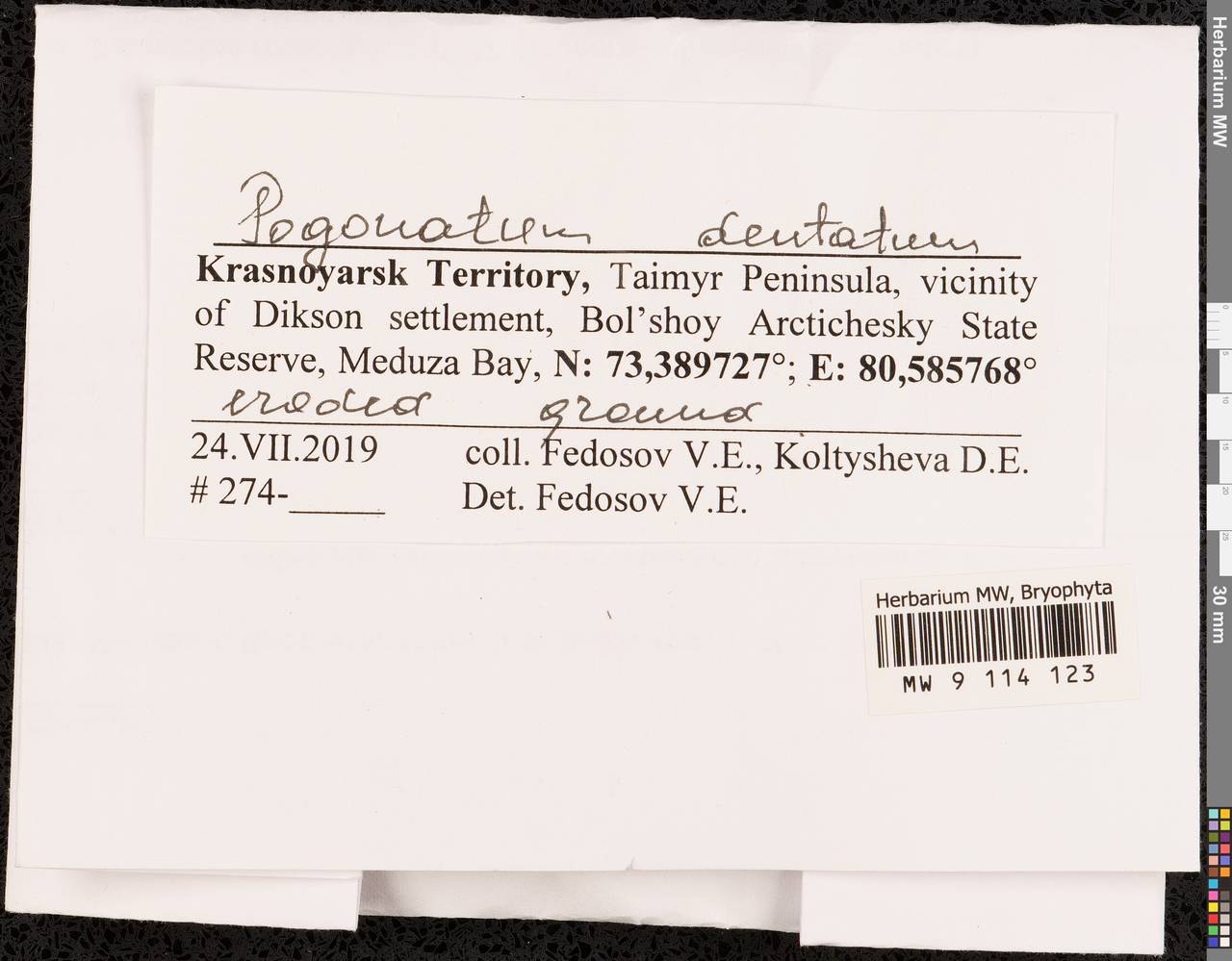 Pogonatum dentatum (Menzies ex Brid.) Brid., Bryophytes, Bryophytes - Krasnoyarsk Krai, Tyva & Khakassia (B17) (Russia)