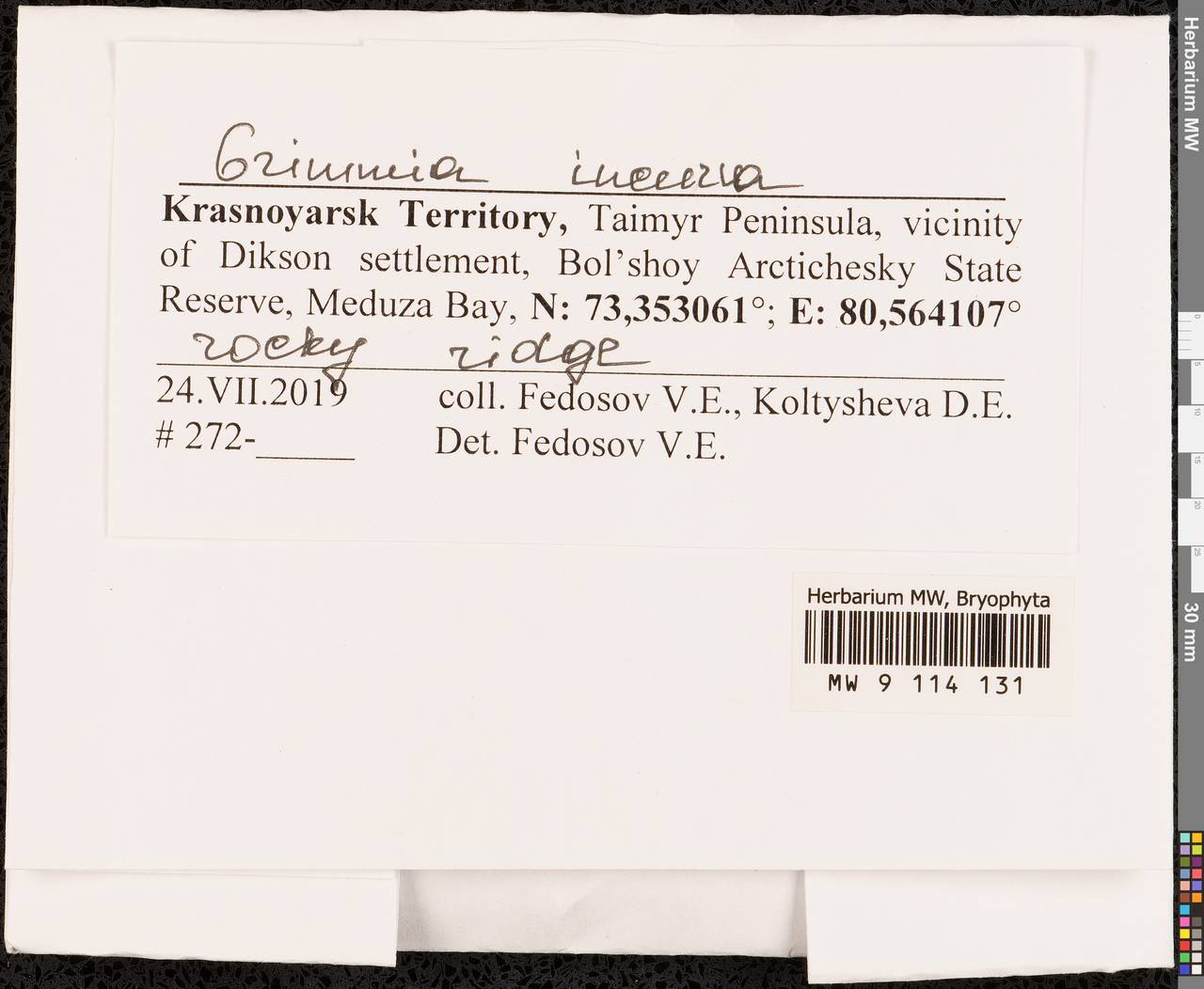 Grimmia incurva Schwägr., Bryophytes, Bryophytes - Krasnoyarsk Krai, Tyva & Khakassia (B17) (Russia)