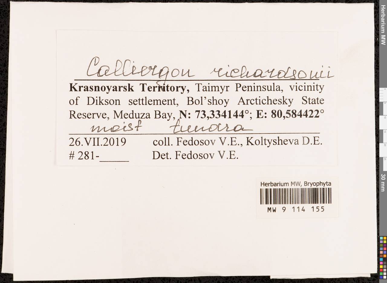 Calliergon richardsonii (Mitt.) Kindb. ex G. Roth, Bryophytes, Bryophytes - Krasnoyarsk Krai, Tyva & Khakassia (B17) (Russia)