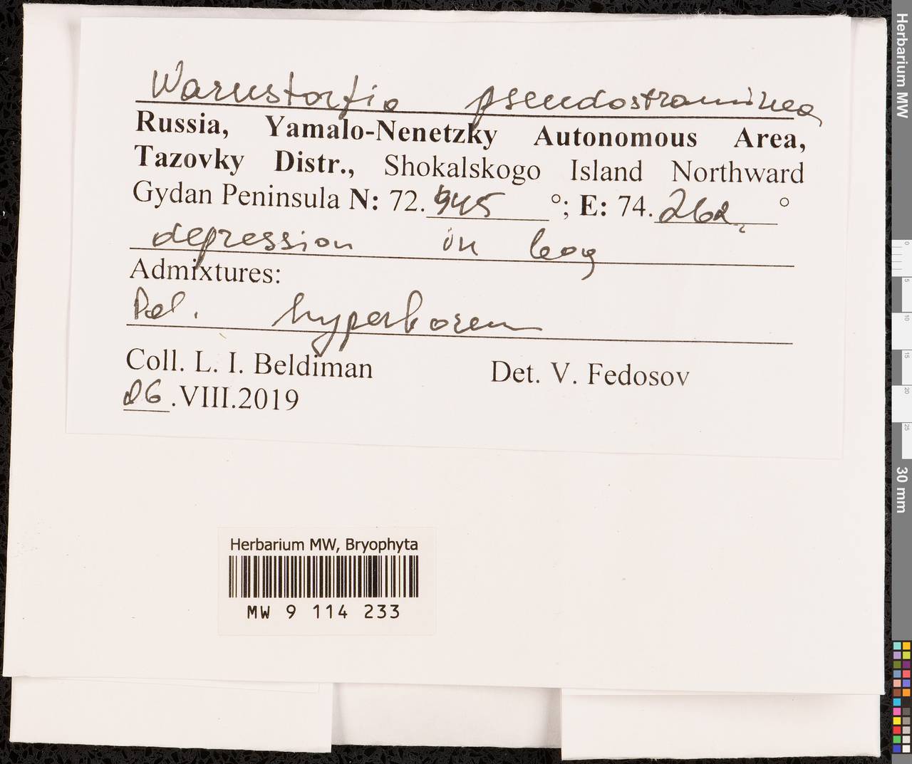 Warnstorfia pseudostraminea (Müll. Hal.) Tuom. & T.J. Kop., Bryophytes, Bryophytes - Western Siberia (including Altai) (B15) (Russia)