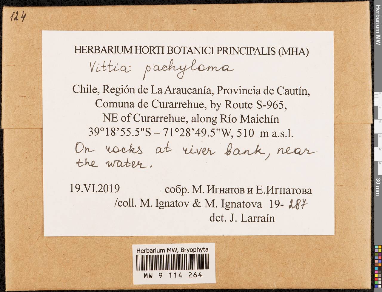 Vittia pachyloma (Mont.) Ochyra, Bryophytes, Bryophytes - America (BAm) (Chile)