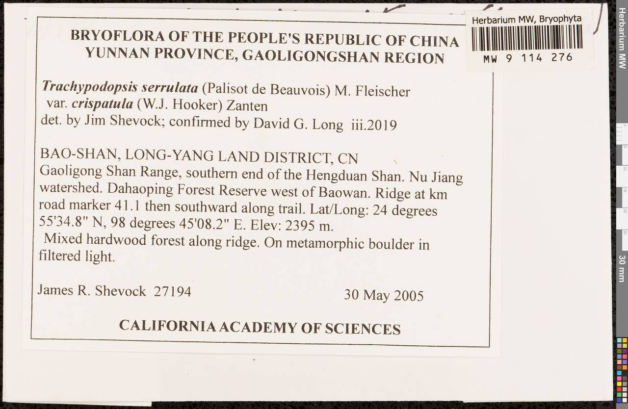 Trachypodopsis serrulata (P. Beauv.) M. Fleisch., Bryophytes, Bryophytes - Asia (outside ex-Soviet states) (BAs) (China)