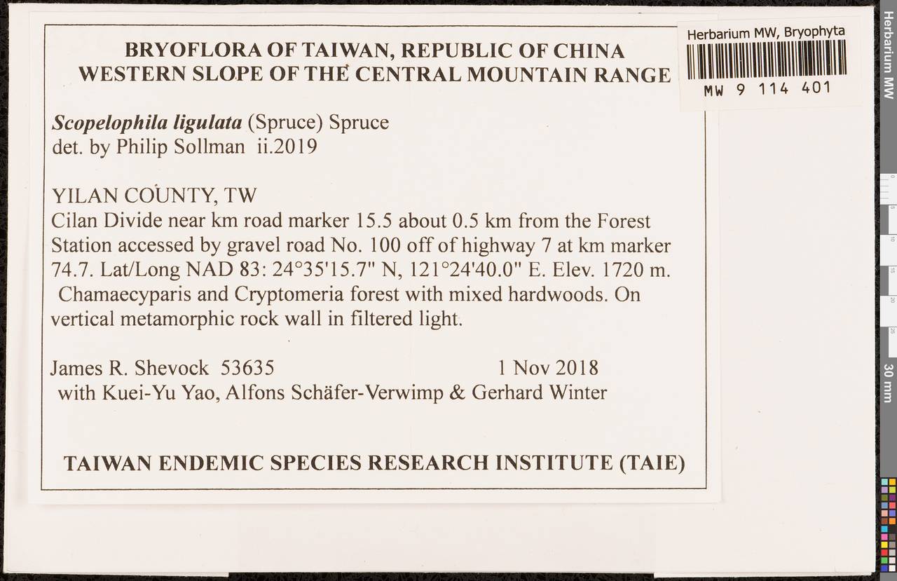 Scopelophila ligulata (Spruce) Spruce, Bryophytes, Bryophytes - Asia (outside ex-Soviet states) (BAs) (Taiwan)
