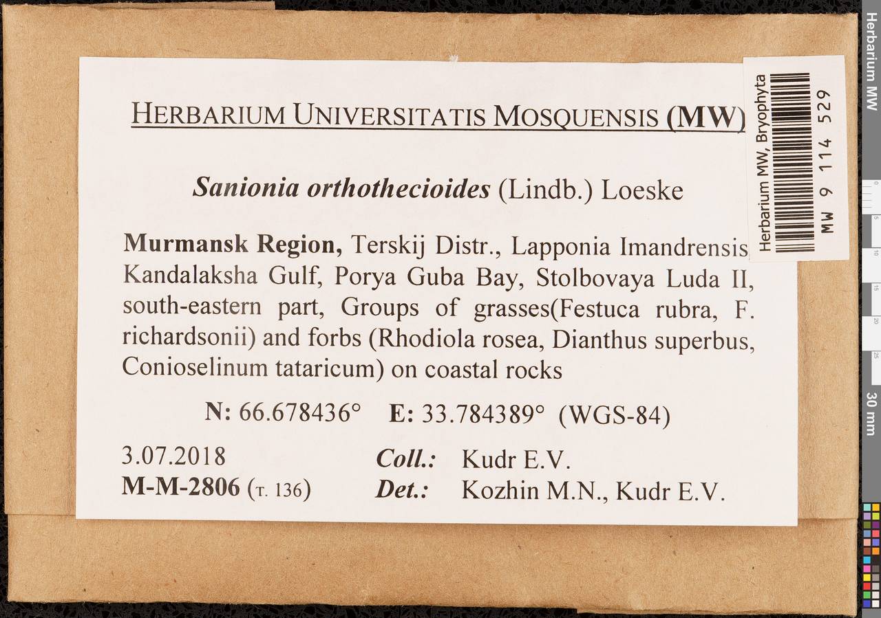 Sanionia orthothecioides (Lindb.) Loeske, Bryophytes, Bryophytes - Karelia, Leningrad & Murmansk Oblasts (B4) (Russia)