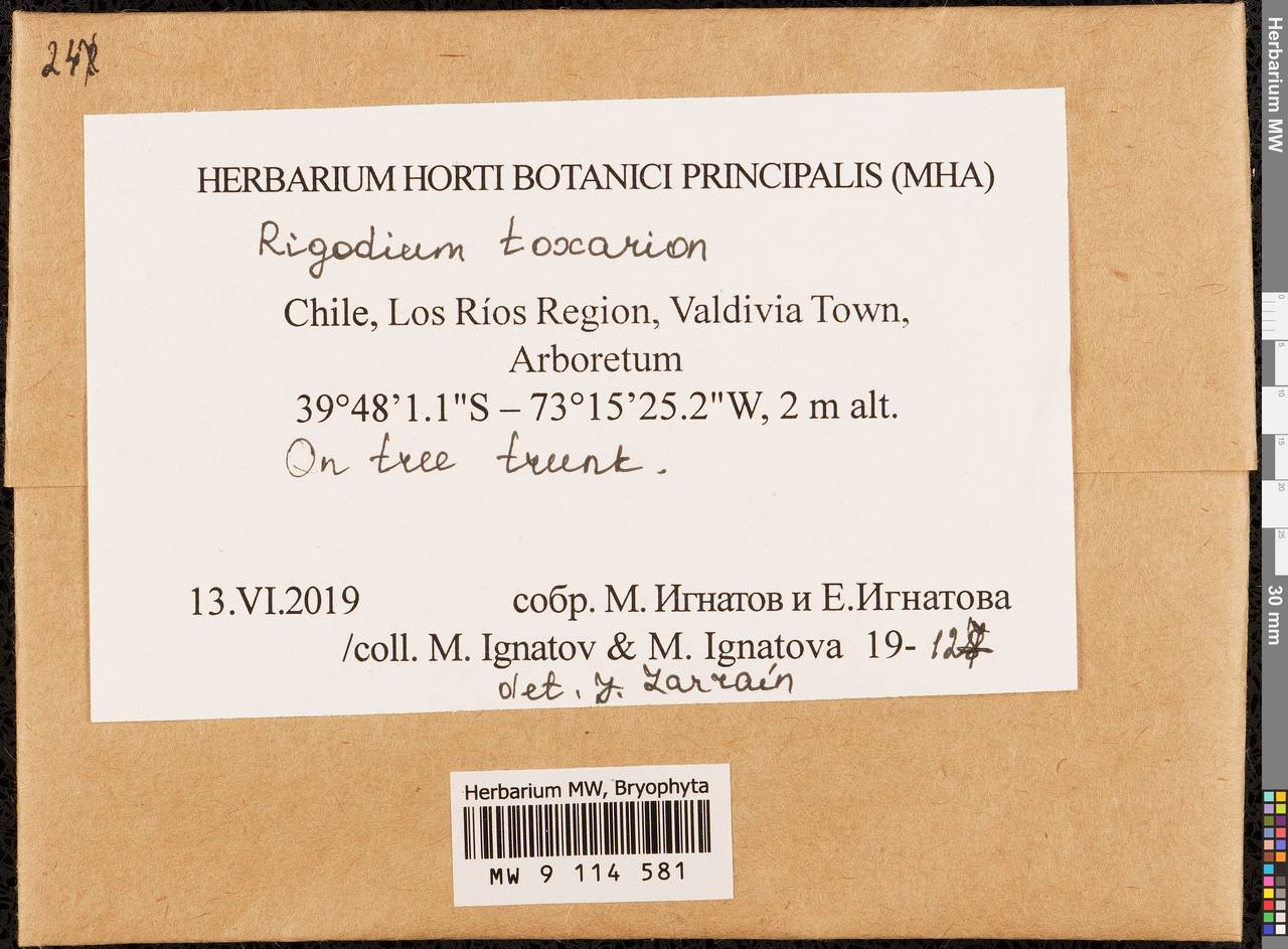 Rigodium toxarion (Schwägr.) A. Jaeger, Bryophytes, Bryophytes - America (BAm) (Chile)