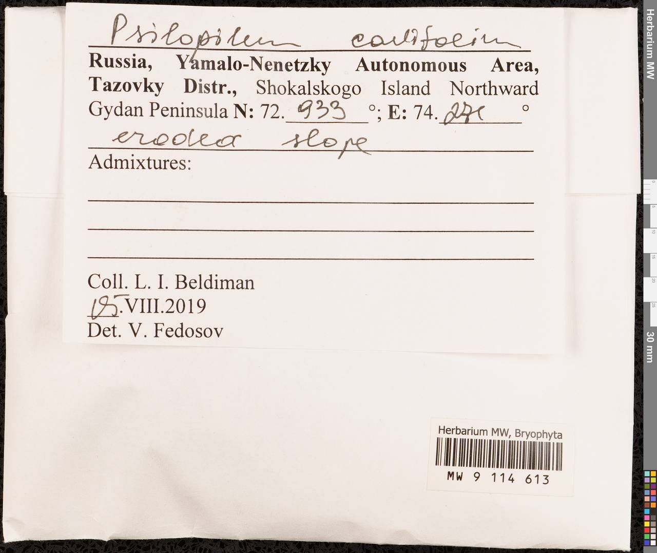 Psilopilum cavifolium (Wilson) I. Hagen, Bryophytes, Bryophytes - Western Siberia (including Altai) (B15) (Russia)