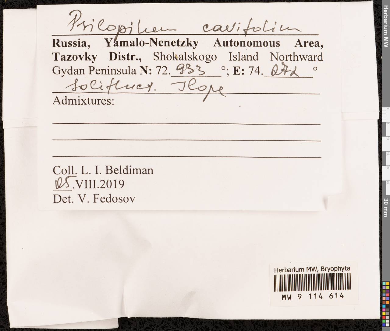 Psilopilum cavifolium (Wilson) I. Hagen, Bryophytes, Bryophytes - Western Siberia (including Altai) (B15) (Russia)