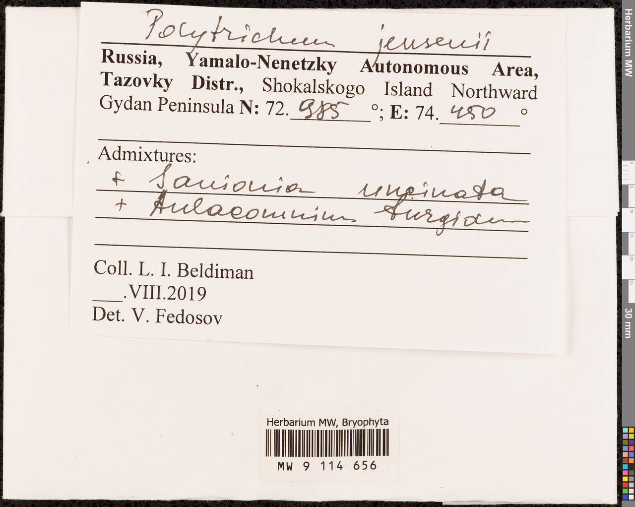 Polytrichum jensenii I. Hagen, Bryophytes, Bryophytes - Western Siberia (including Altai) (B15) (Russia)