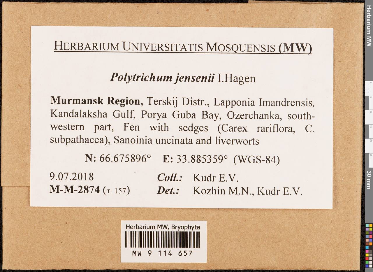 Polytrichum jensenii I. Hagen, Bryophytes, Bryophytes - Karelia, Leningrad & Murmansk Oblasts (B4) (Russia)