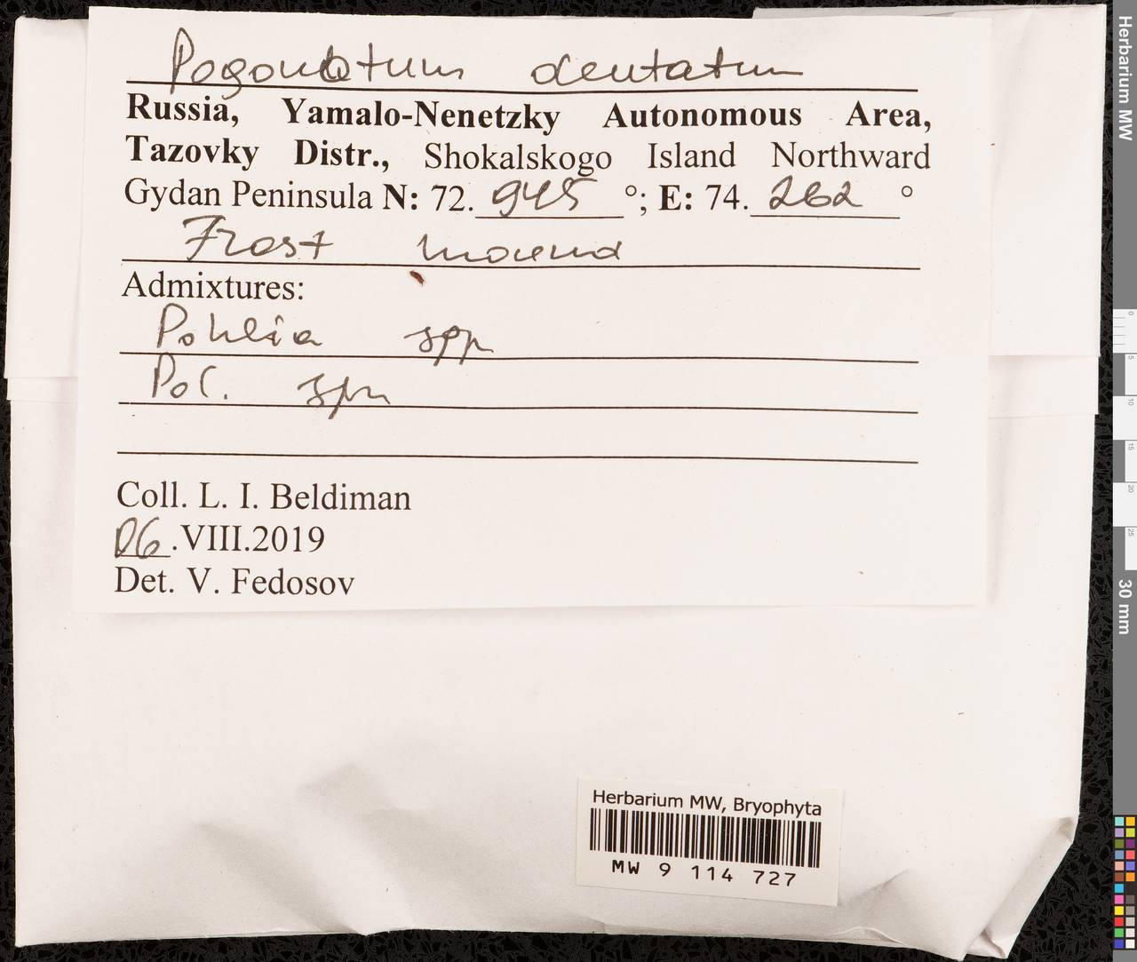 Pogonatum dentatum (Menzies ex Brid.) Brid., Bryophytes, Bryophytes - Western Siberia (including Altai) (B15) (Russia)