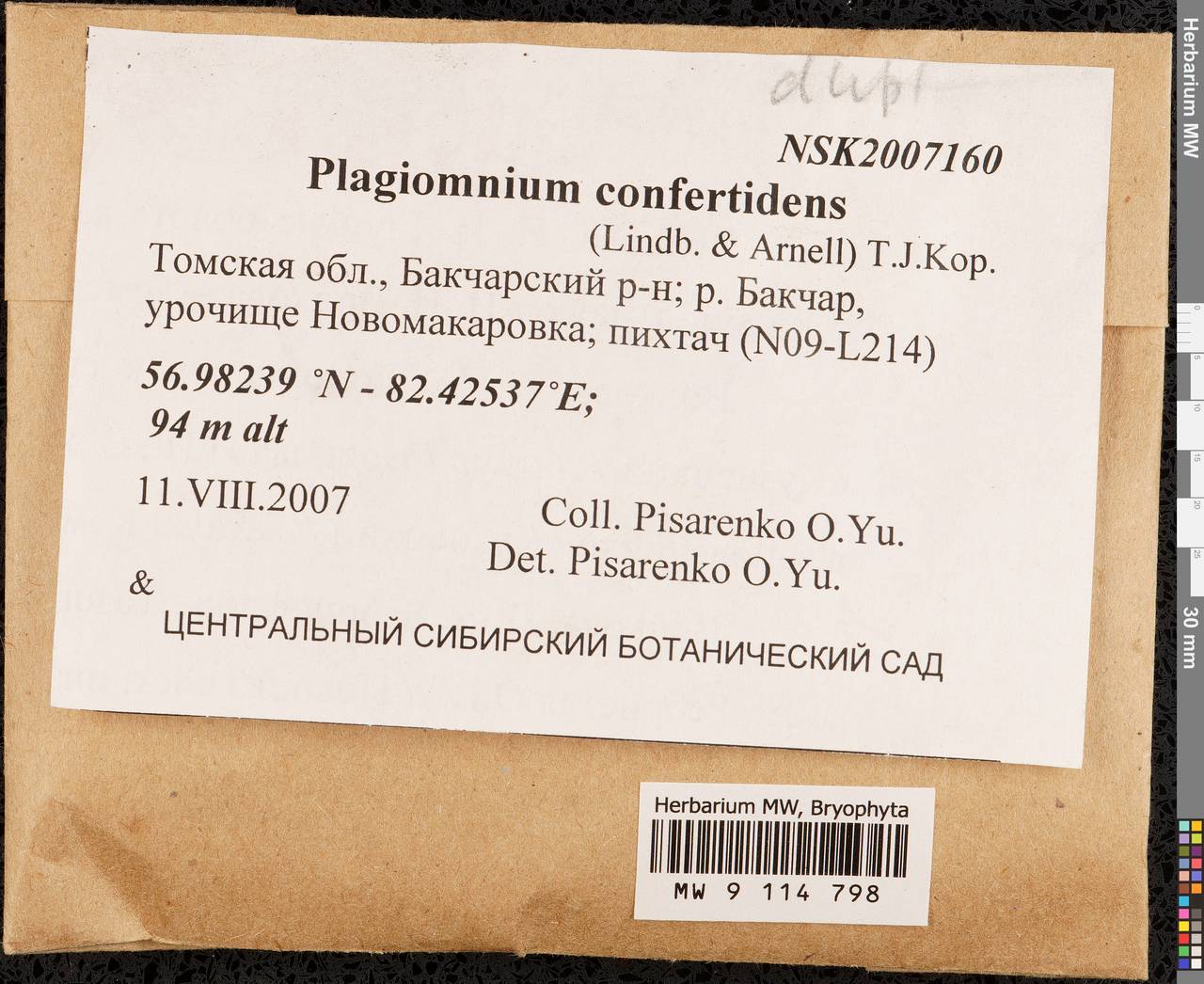 Plagiomnium confertidens (Lindb. & Arnell) T.J. Kop., Bryophytes, Bryophytes - Western Siberia (including Altai) (B15) (Russia)
