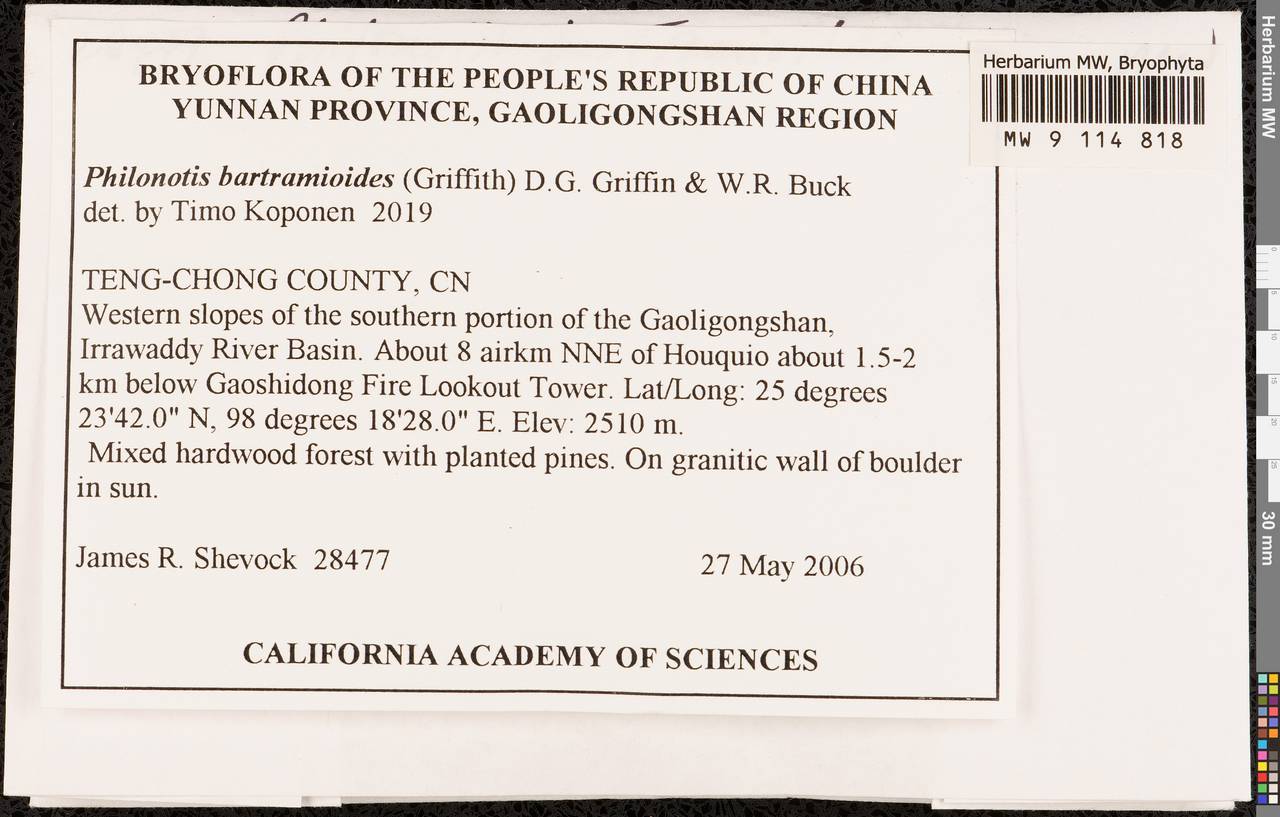 Philonotis bartramioides (Griff.) D.G. Griffin & W.R. Buck, Bryophytes, Bryophytes - Asia (outside ex-Soviet states) (BAs) (China)