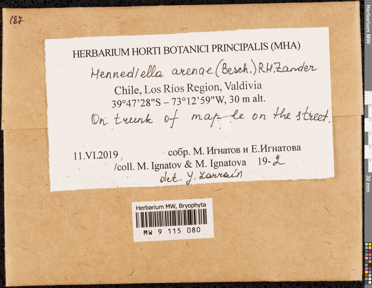 Hennediella arenae (Besch.) R.H. Zander, Bryophytes, Bryophytes - America (BAm) (Chile)